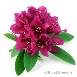 Rhododendron Caucasicum Extract Powder