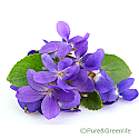 Violet Leaf Powder