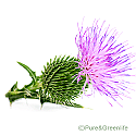 Milk Thistle Seed Extract Powder